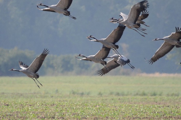 Kraanvogels - Foto: Ingezonden foto