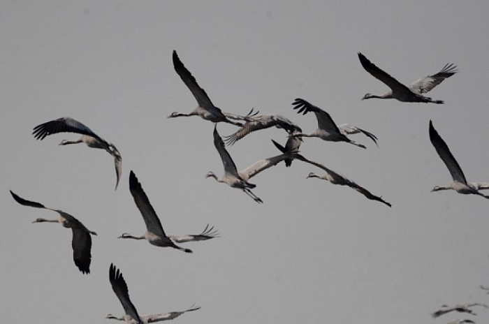 Kraanvogels - Foto: Ingezonden foto