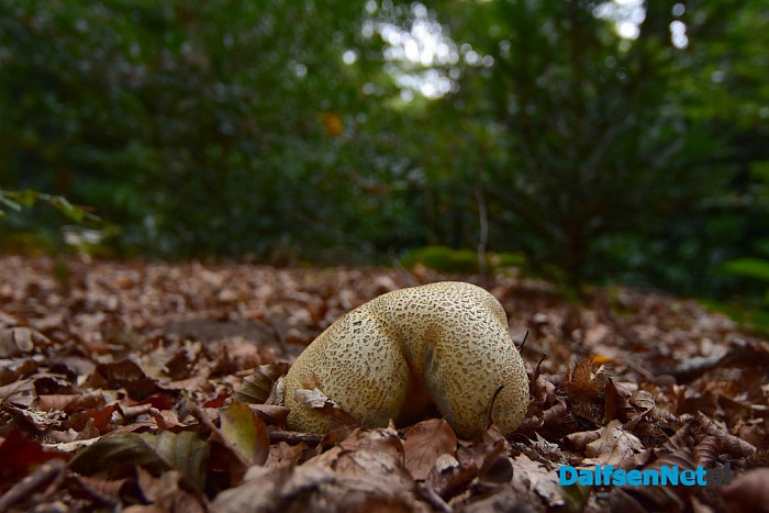 Herfst rondom Dalfsen - Foto: Johan Bokma