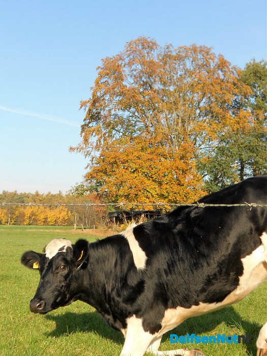 Herfst: weinig woorden, veel beelden
