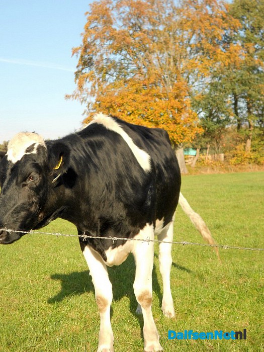 Herfst: weinig woorden, veel beelden
