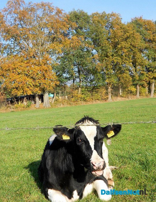 Herfst: weinig woorden, veel beelden