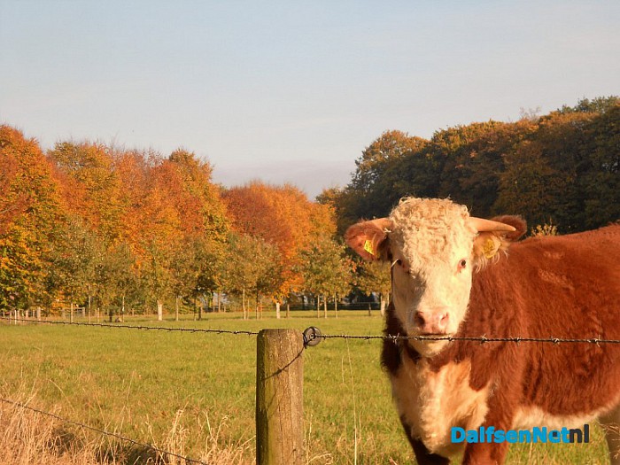 Herfst: weinig woorden, veel beelden
