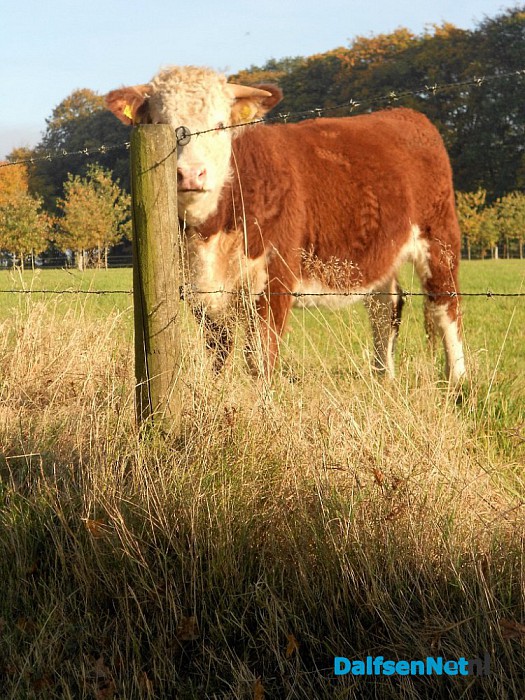 Herfst: weinig woorden, veel beelden