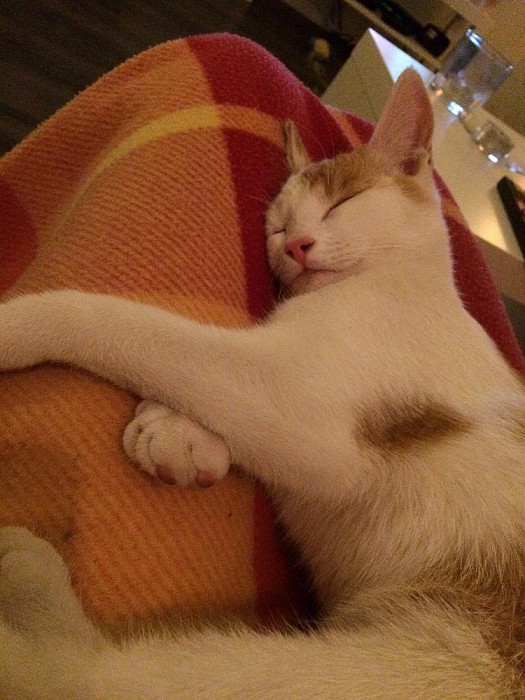 Kater kwijt - Foto: Eigen geleverde foto