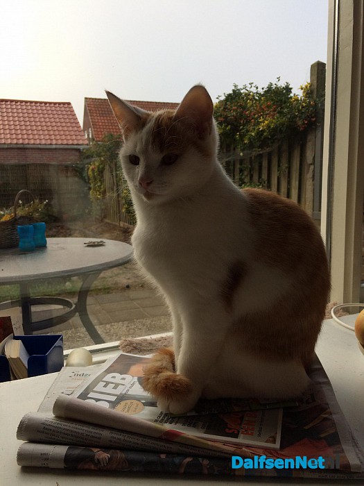 Vermiste rood-witte jonge kater - Foto: Ingezonden foto