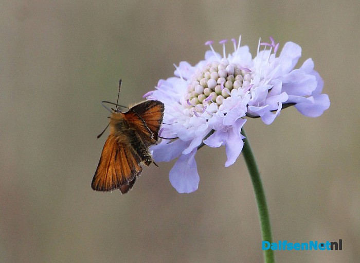 Lezing “kleuren bij vlinders - Foto: Ingezonden foto
