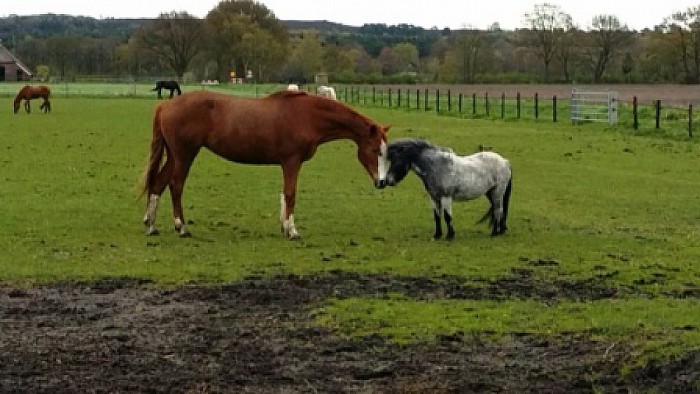 Rommelmarkt en paarden knuffelen - Foto: Eigen geleverde foto