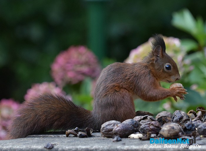 Eekhoorns worden flink verwend - Foto: Johan Bokma