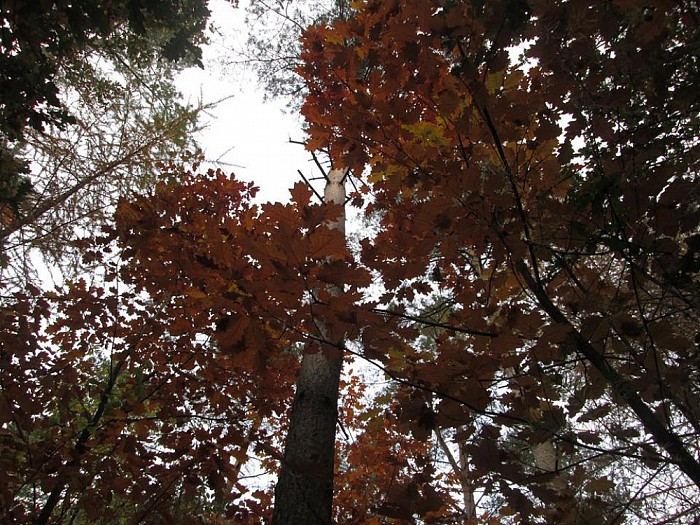 Herfstwandeling CBS Het Kompas - Foto: Eigen geleverde foto