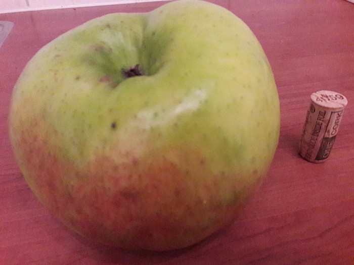 Vervolg REUZE BRAMLEY appel - Foto: Ingezonden foto
