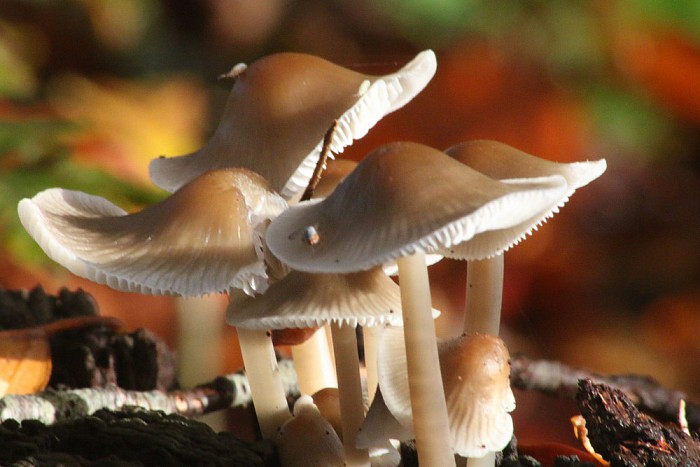 Paddestoelen - Foto: Ingezonden foto