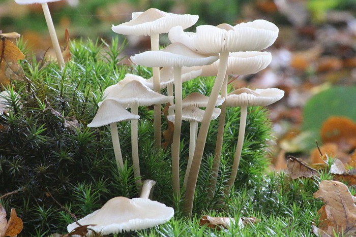 Paddestoelen - Foto: Ingezonden foto