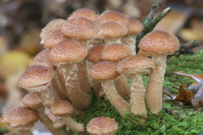 Paddestoelen - Foto: Ingezonden foto
