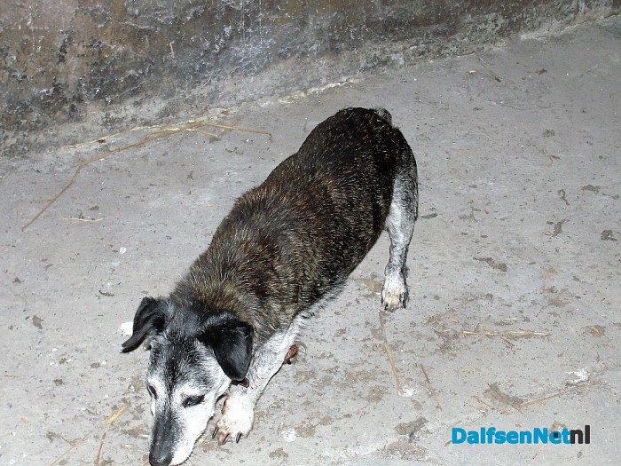 Wie mist zijn hondje? Al weer opgelost. - Foto: Ingezonden foto