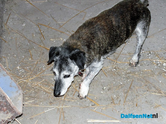 Wie mist zijn hondje? Al weer opgelost. - Foto: Ingezonden foto