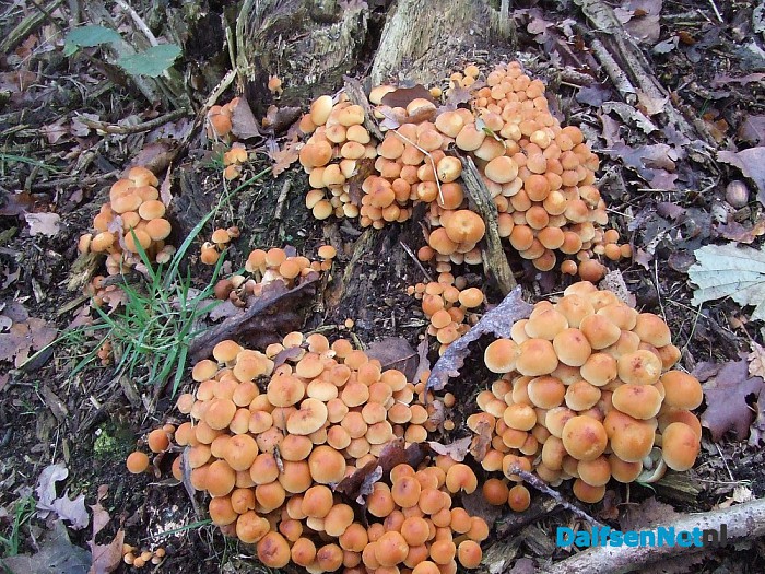 Paddenstoelen geniet nu het nog kan - Foto: Wim