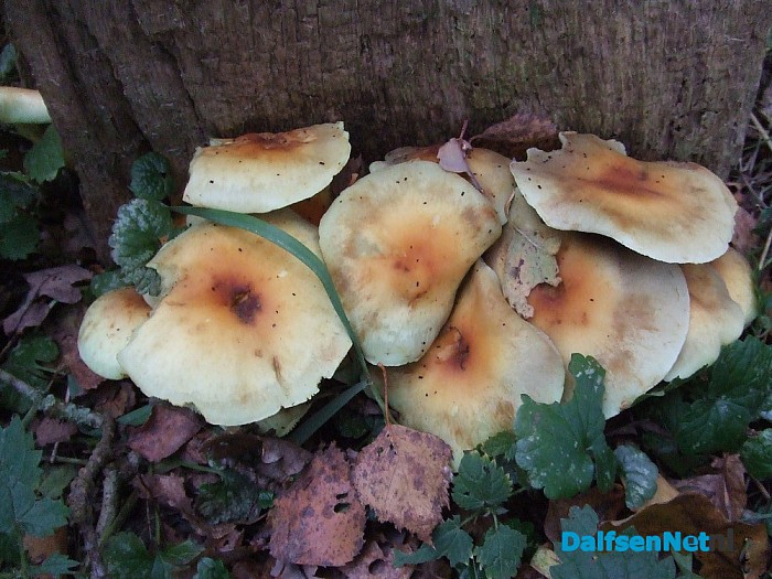 Paddenstoelen geniet nu het nog kan - Foto: Wim