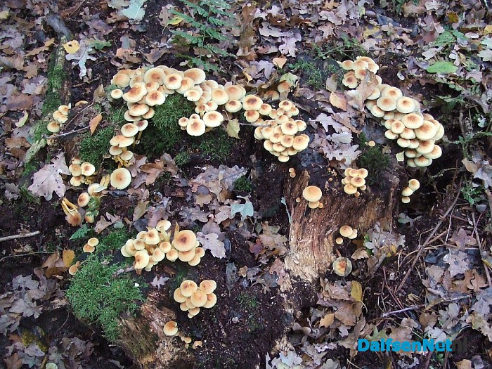 Paddenstoelen geniet nu het nog kan - Foto: Wim