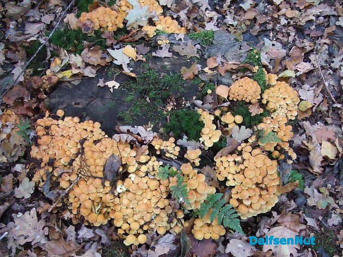 Paddenstoelen geniet nu het nog kan - Foto: Wim