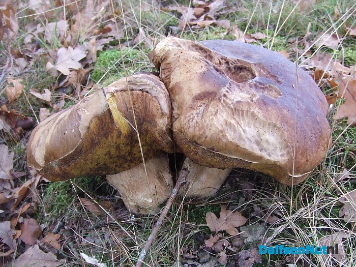 Paddenstoelen geniet nu het nog kan - Foto: Wim