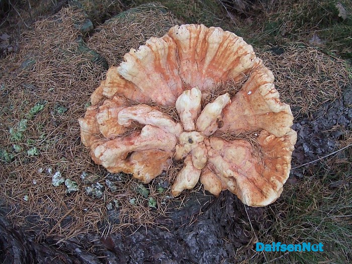 Paddenstoelen geniet nu het nog kan - Foto: Wim
