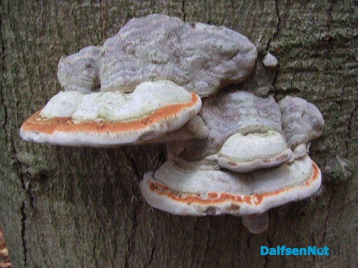 Paddenstoelen geniet nu het nog kan - Foto: Wim