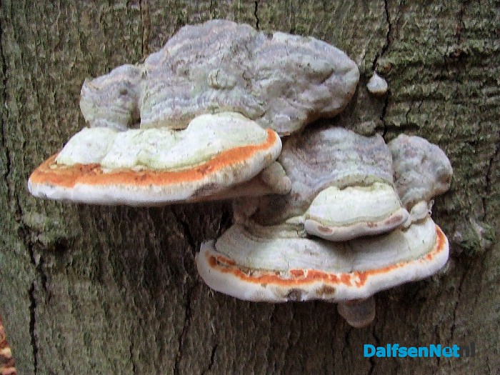 Nog steeds paddenstoelen te zien - Foto: Wim