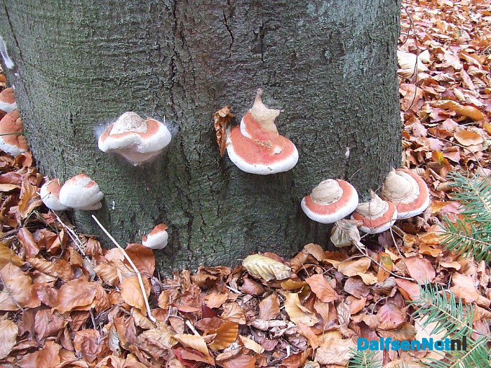 Paddenstoelen geniet nu het nog kan - Foto: Wim