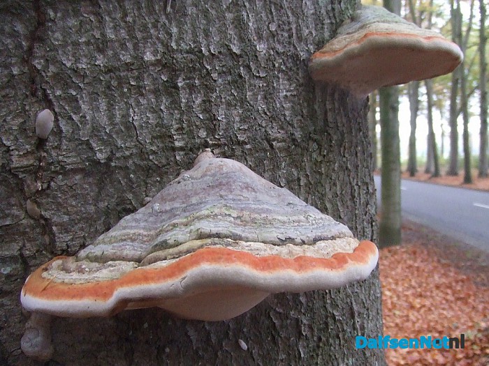 Paddenstoelen geniet nu het nog kan - Foto: Wim