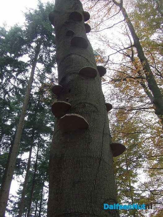 Paddenstoelen geniet nu het nog kan - Foto: Wim