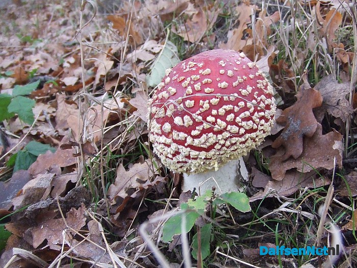 Paddenstoelen geniet nu het nog kan - Foto: Wim
