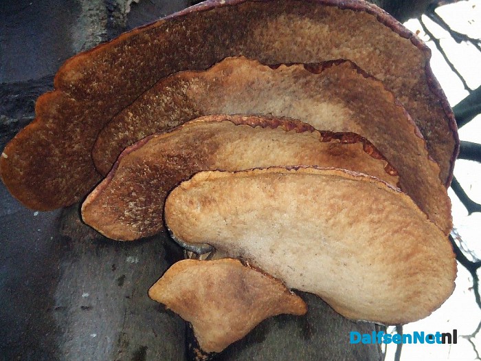 Nog steeds paddenstoelen te zien - Foto: Wim