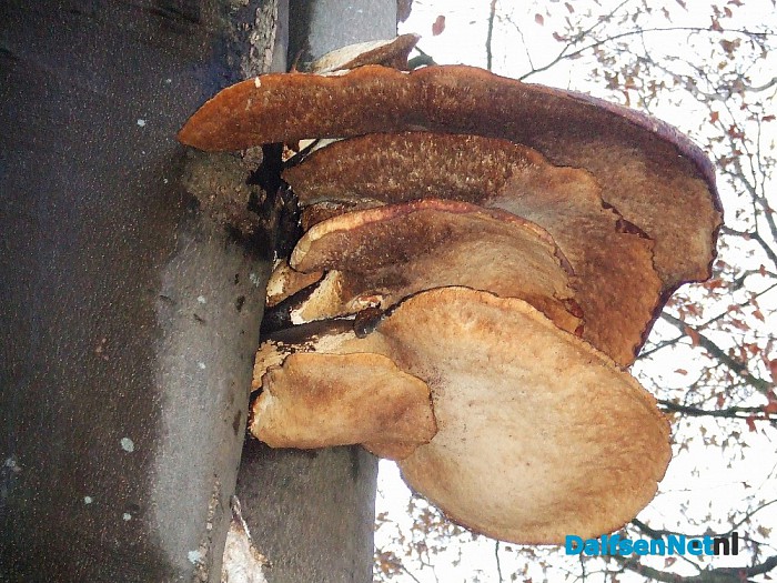 Nog steeds paddenstoelen te zien - Foto: Wim