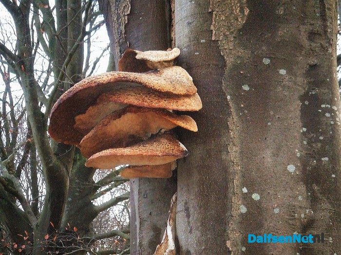 Nog steeds paddenstoelen te zien - Foto: Wim