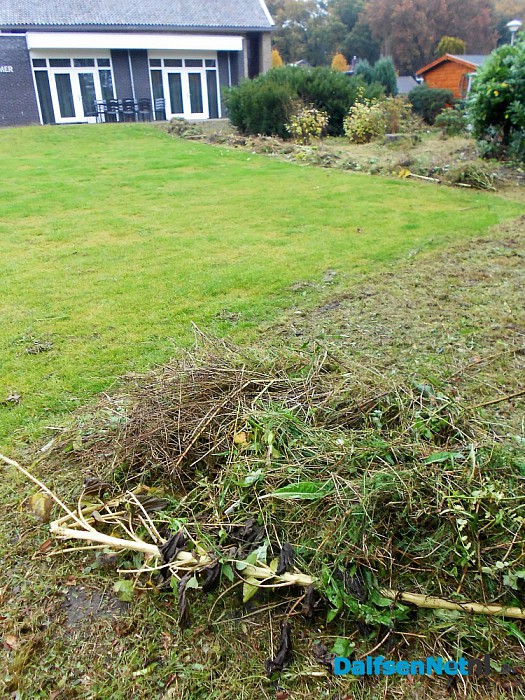 De prachtige bloemen zijn uitgebloeid en gemaaid