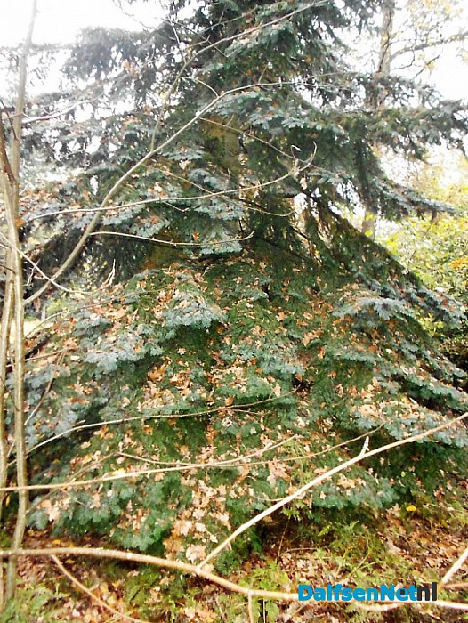 Het allermooiste stukje natuur van Dalfsen
