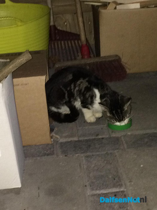 Gevonden poes - Foto: Ingezonden foto
