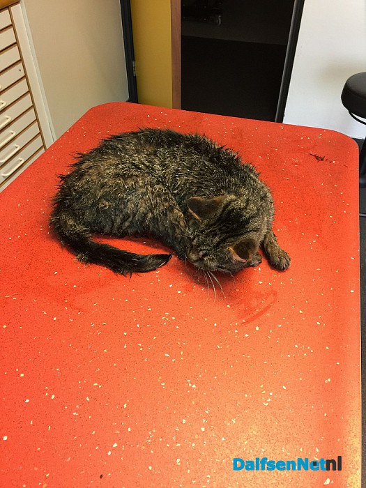 Kat aangereden op Hessenweg - Foto: Ingezonden foto