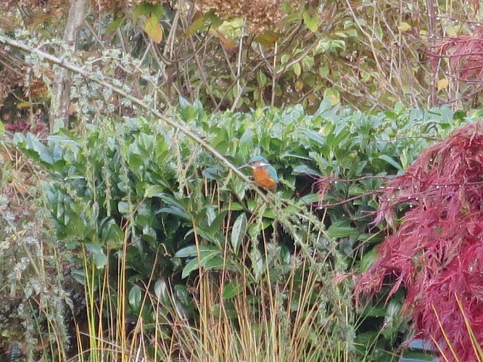 Natuur in eigen tuin - Foto: Eigen geleverde foto