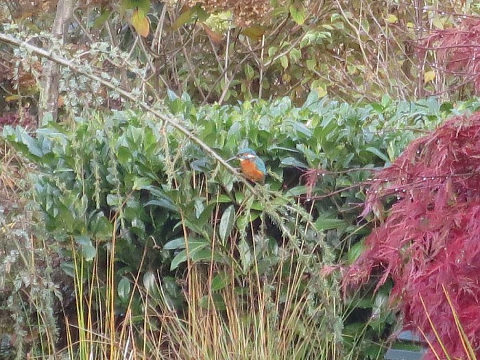 Natuur in eigen tuin - Foto: Eigen geleverde foto
