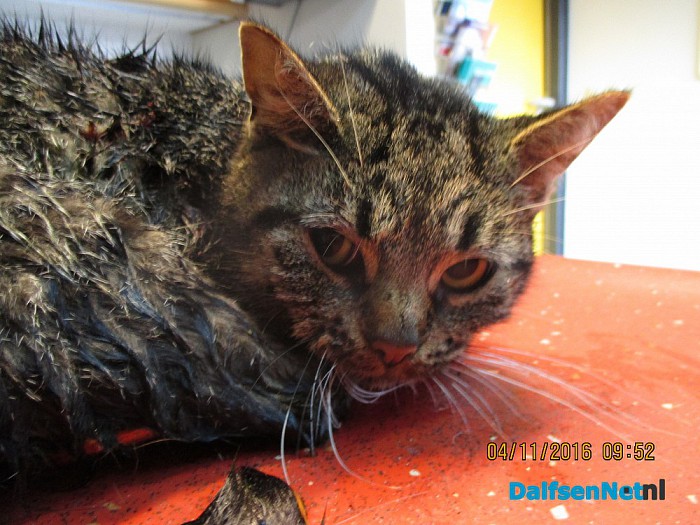 Aangereden kat - Foto: Ingezonden foto