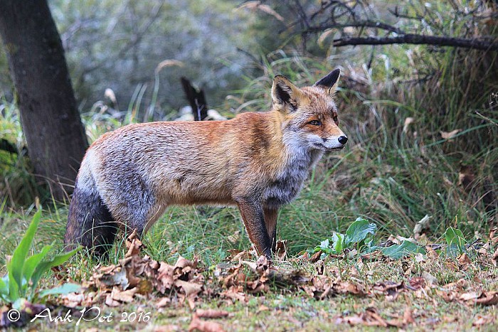Foto van de maand van Ank - Foto: Ank Pot