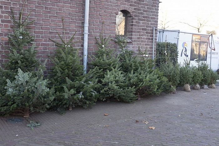 Kerstboomverkoop bij R.K. Kerk Dalfsen - Foto: Geert Bistervels