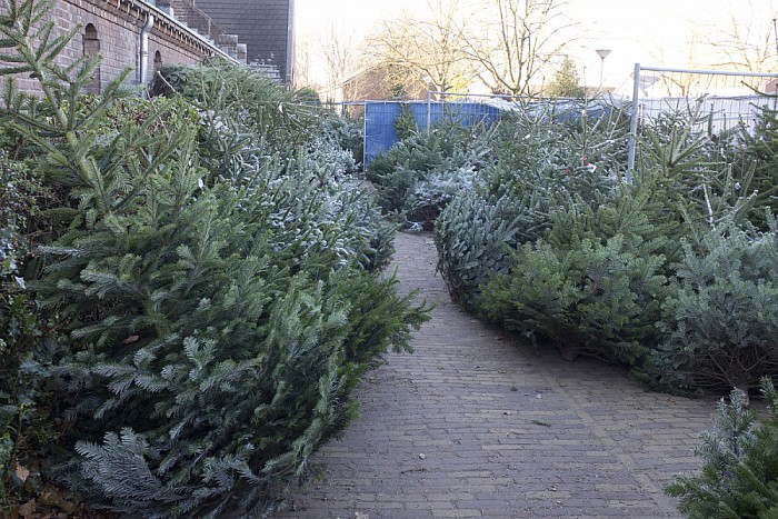 Kerstboomverkoop bij R.K. Kerk Dalfsen - Foto: Geert Bistervels