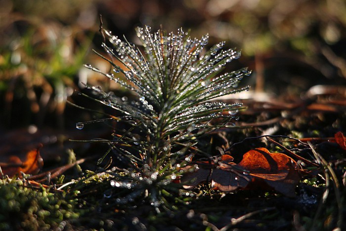 Parels op de Lemelerberg - Foto: Eigen geleverde foto