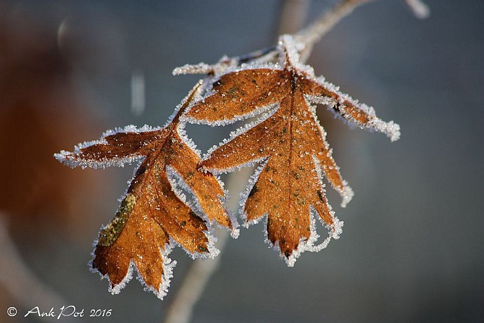 Maandfoto van Ank