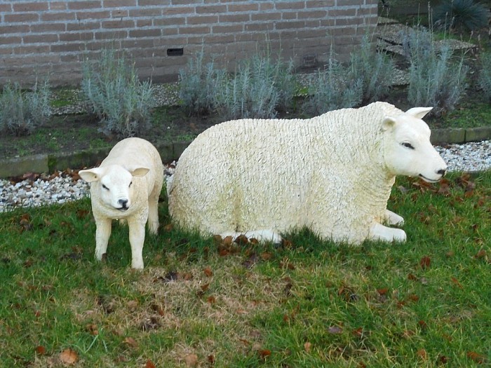 Moeder met haar lam - Foto: Ingezonden foto