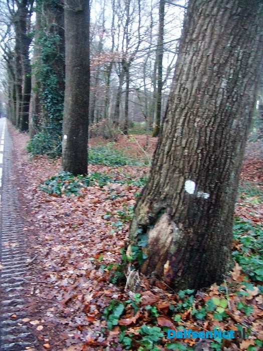 Met stip, maar net buiten de top tien. - Foto: Wim