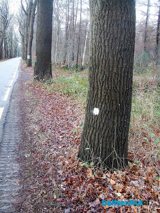 Met stip, maar net buiten de top tien. - Foto: Wim